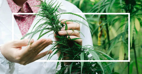 A person in a lab coat inspects a cannabis plant, holding its leaves and stem in a green field, framed by a white rectangular border.