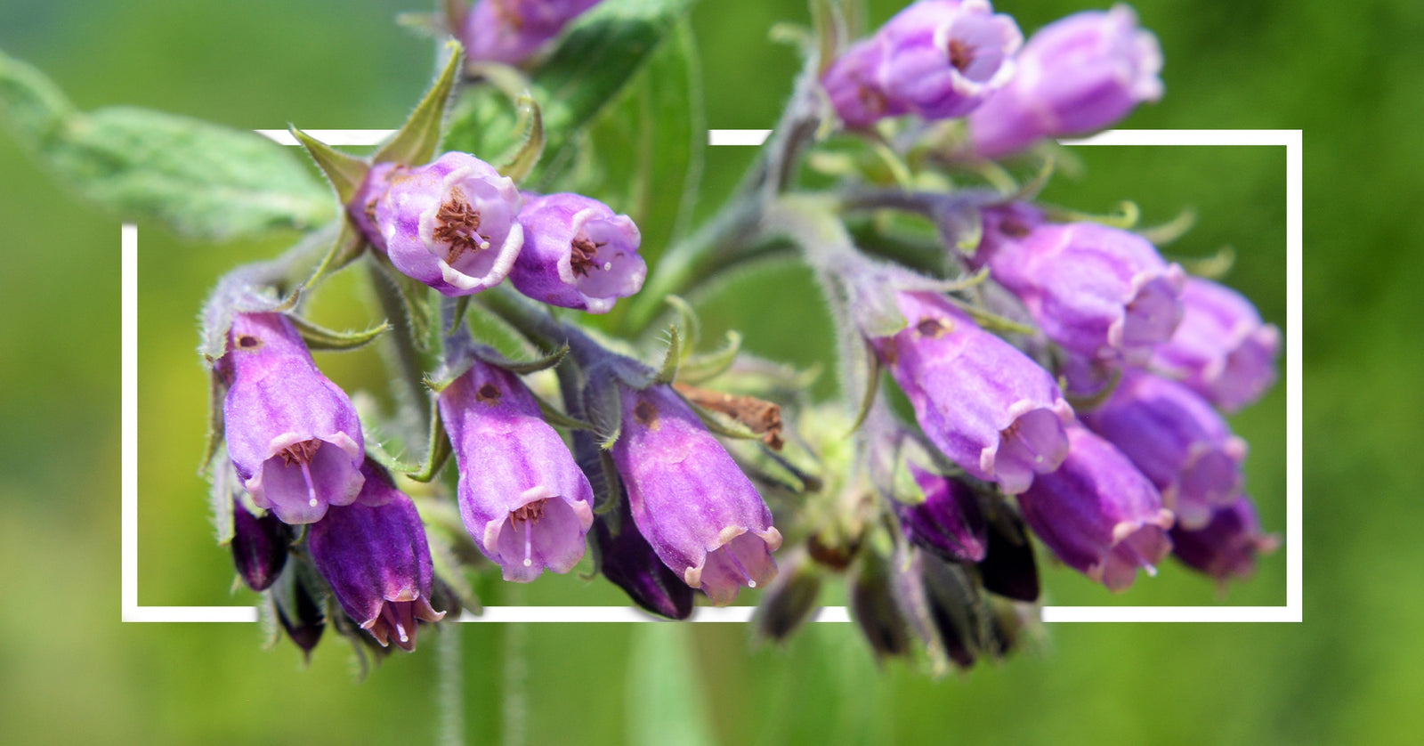 Vibrant purple bell-shaped flowers of a comfrey plant, captured against a blurred green natural background.