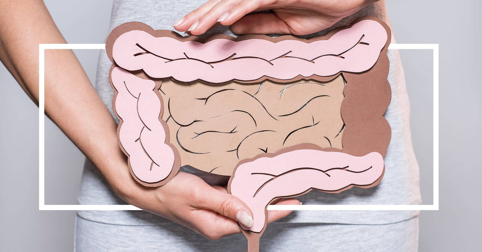 A person is holding a cut-out illustration of the human digestive system against their abdomen.