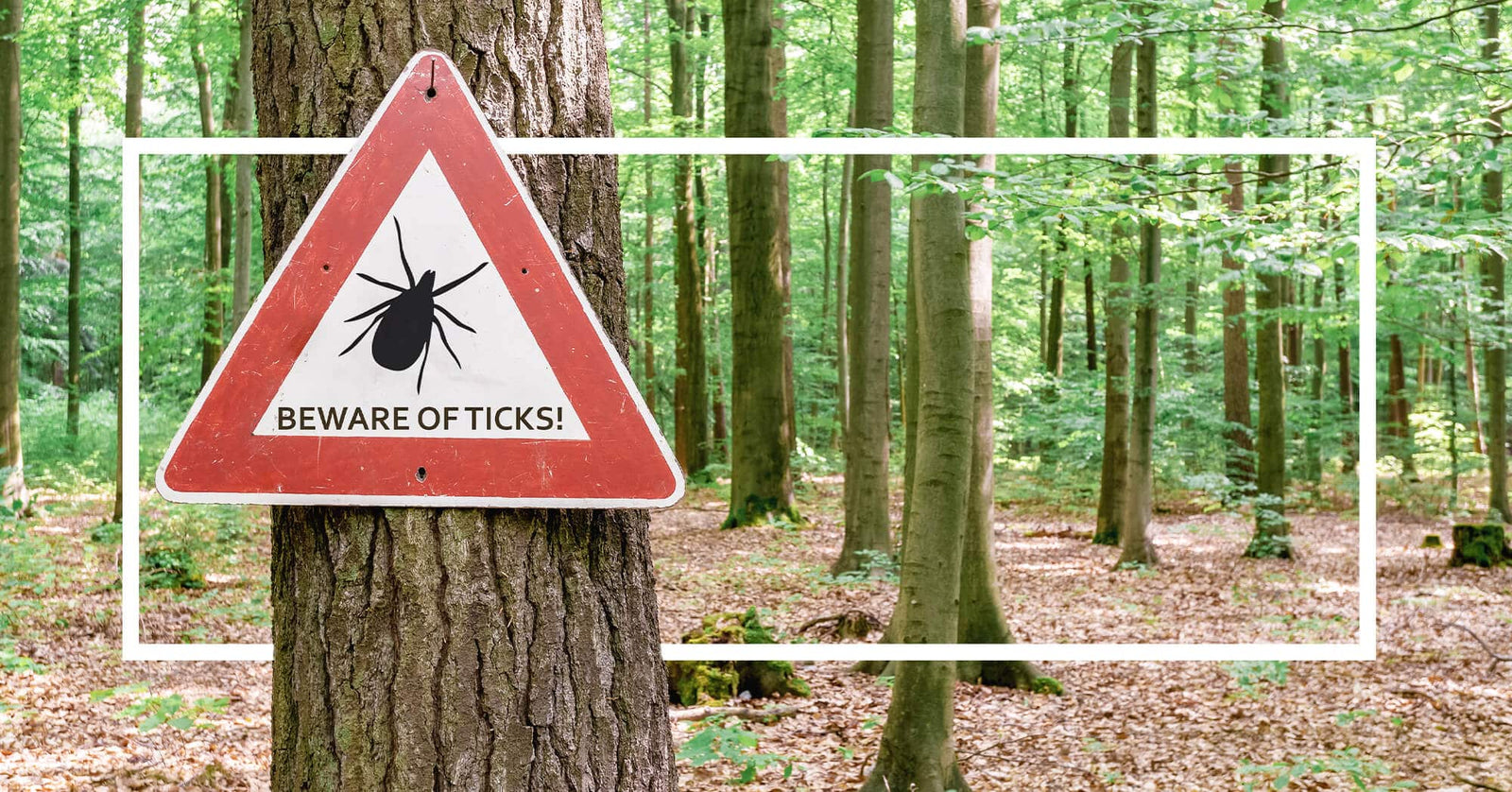 A red warning sign on a tree in a forest reads "BEWARE OF TICKS!" with a black tick icon. A white rectangular overlay frames the image.