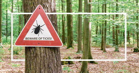 A red warning sign on a tree in a forest reads "BEWARE OF TICKS!" with a black tick icon. A white rectangular overlay frames the image.