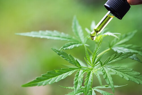 A close-up of a dropper releasing golden CBG or CBN oil onto a vibrant green cannabis plant. The background is blurred, emphasizing the plant and the oil as the focal points.