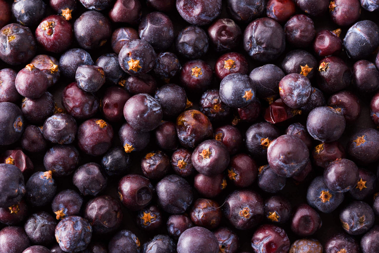 elderberry for immune health support elderberries