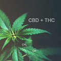 CBD + THC 