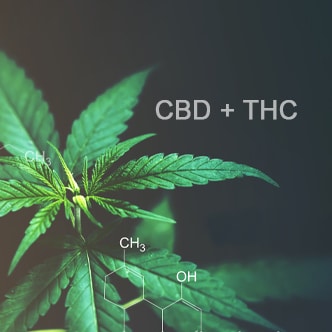 Image of a cannabis plant close-up, with green leaves and chemical structures displayed alongside the text 'CBD + THC,' highlighting its cannabinoid composition.