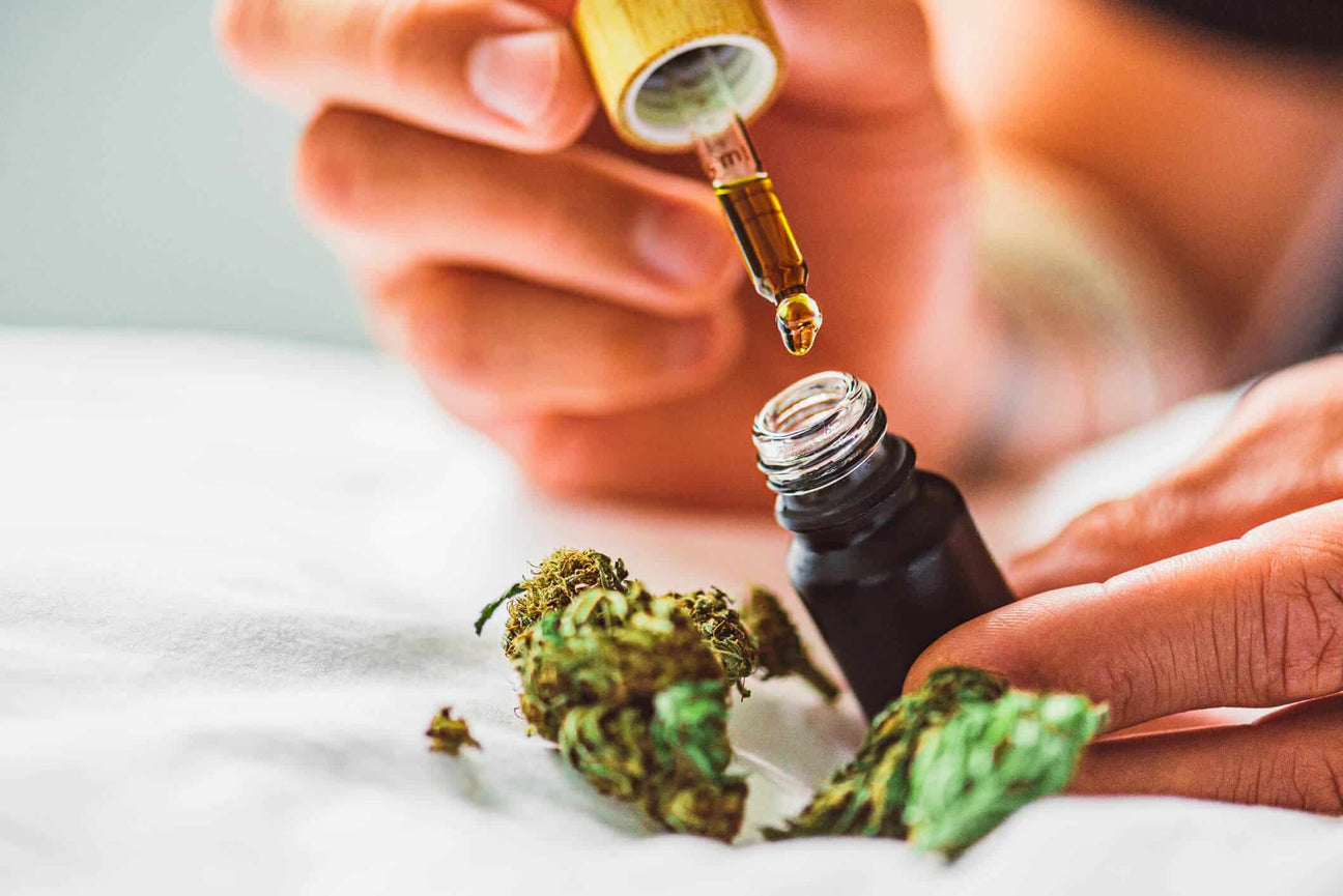 A close-up of a person holding a dropper of golden CBD oil over a small black bottle. Dried cannabis buds rest on a white surface, emphasizing the natural source of the oil. The scene has warm, natural lighting.