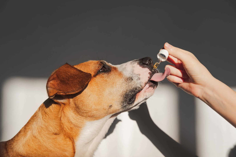 A brown and white dog with perked ears licks CBD oil from a dropper held by a person’s hand. The background is softly lit with natural light, casting a warm glow on the scene.