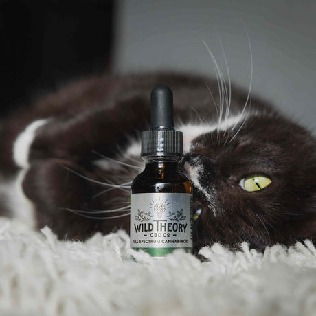 A bottle of Wild Theory CBD oil resting on a fluffy rug, with a playful black-and-white cat lying beside it, adding a cozy vibe.